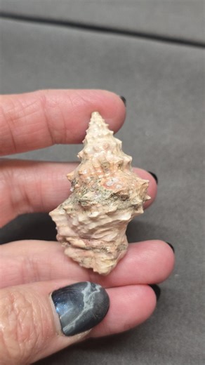 Pink Picture Stone Jasper Sea Shell Carving, Crystal Shell, Conch, Chakra, Crystal Energy, Shell, Manifestation, Metaphysical, Fast Shipping - Etsy