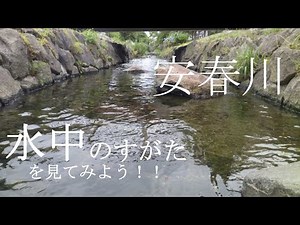 第三回 水中のすがたを見てみよう！！【安春川】