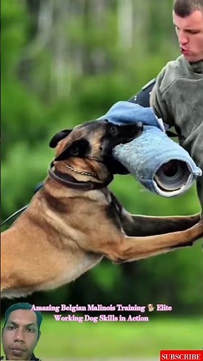 Amazing Belgian Malinois Training 🐕 Elite Working Dog Skills in Action #malinois #germanshepherd