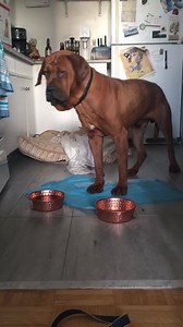 3.7K views · 114 reactions | THE EVOLUTION OF A DOG FROM THE KOREAN...