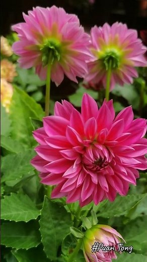 Dahlia #dalia #далия #ダリア #大丽花 #달리아