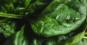 Spinach guide / A - Z of Veg / Riverford