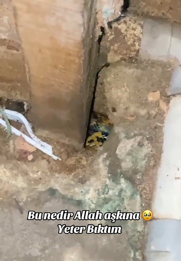 Snake Navigates Urban Pipes: Close-Up Encounter