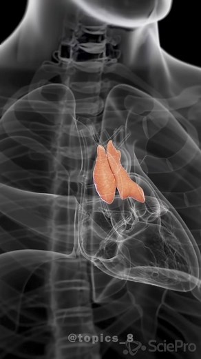 Thymus Endocrine gland | #reels #biology #neet #neetpreparation #neet2025 #neetstrategy #medico #medicos #doctor #knowledge #learnwithfun | Topics by Naveen Kumawat