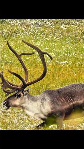 SPOT and STALK on a ALASKAN CARIBOU #huntinglife #hunting #wildlife #bowhunting #caribouhunting