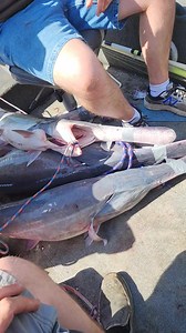 3.2K views · 24 reactions | Time to head home! #fishing #fish #paddlefish #spoonbill | Reel Fresh Catch | Facebook