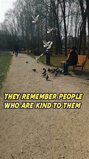 Did You Know? Crows Never Forget a Face! #didyouknow #animalfacts #facts