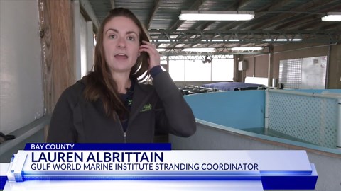 Gulf World Marine Institute expert share how cold-stunned sea turtles are treated