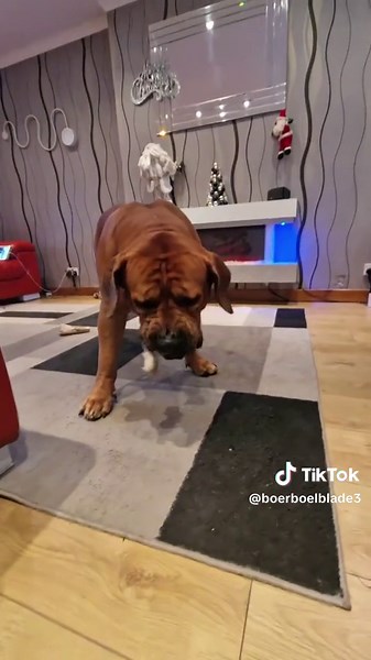 Boerboelblade3 on TikTok