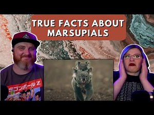 "True Facts About Marsupials" ‪@zefrank‬ | HatGuy & Nikki React