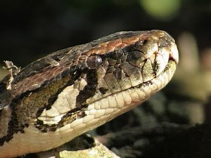 Dangerous Invaders 09, Python vs Raccoon