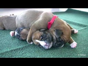 Amazing Boxer Puppies Birth 2018! Part 6 (Must See)
