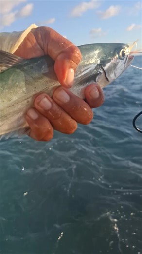Fishing Adventures on the Reef During Big Waves