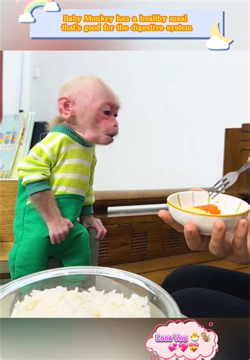 Healthy Meal Tips for Baby Monkeys and Pets