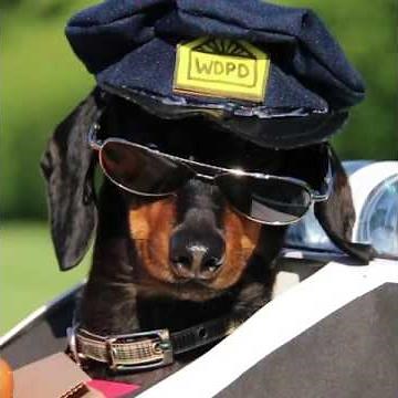 Crusoe the Celebrity Dachshund Police Chase!