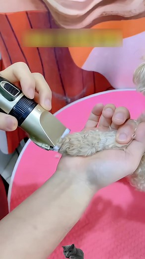 Premium Pet Hair Clipper Grooming Kit for Cats and Dogs