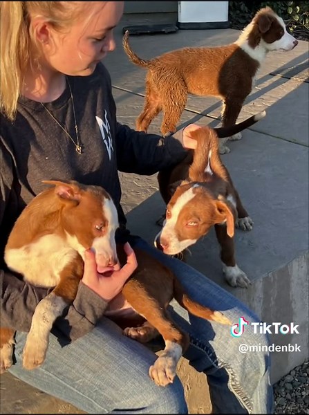 Border Collie and Black Mouth Cur/McNab puppies for sale born December 26th. Available now. $350 out of working stock dog parents