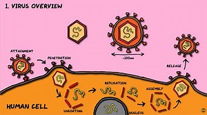 Viruses Explained in Nine Images