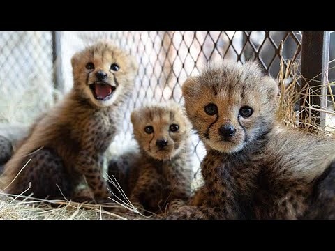 Baby cheetahs make a home at the sanctuary | The Lion Whisperer
