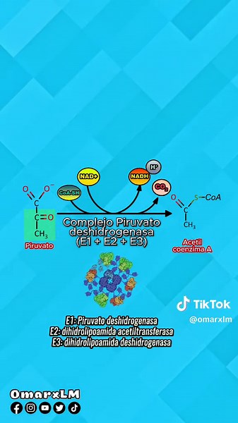 La descarboxilación oxidativa del piruvato (Obtención del acetil Coenzima A) (Síganme en todas mis redes como @OmarxLM) 😉🙊 Créditos de las imágenes y música: Nucleus Medical Media HHMI Biointeractive Green Screen Garf Suno AI #Ciencia #omarxlm #Fino #Grosero #biologiamolecular #biologia #humor #SUNOAI #longervideos #Glucosa #Glucolisis #mx #fyp #Viral #cienciaentiktok #cienciadivertida #glucosa #atp #nadh #nad #adp #FAD #FADH #famosillo #h2o #agua #ion #hidrogeno #enzima #G3P #piruvato #hutao 