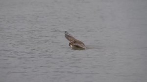 11M views · 54K reactions | No, your eyes aren't fooling you...that's...