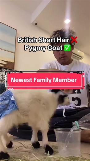 Meet Leman, our adorable new Pygmy Goat! 🐐🥰