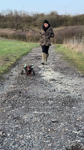 Understanding Disabled Dogs: Insights and Care