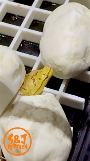 A small clutch of 2025 USCBB #greentreepython are hatching here at @sj_reptile this morning. #sjreptiles #egg #hatching #beautifulday #birthdays #happyhatchday #chondro #python | S&J Reptiles