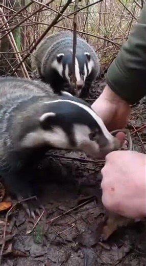 Hands Prying Spring Trap in a Dense Thicket Close