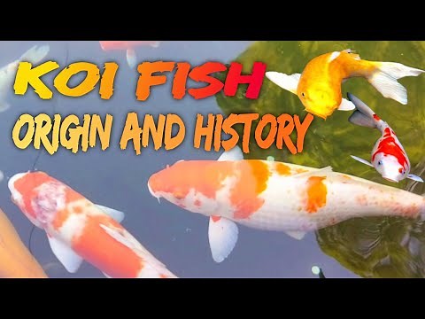 Koi Fish Origin And 5 Koi Fish History Knowledge Must Know?