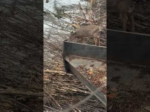 Deer's dinner bell! (Logging during deer season?)