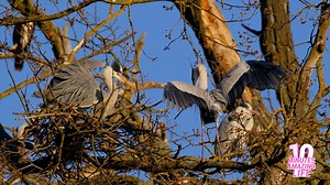 Herons Gathering on the Tree Nest