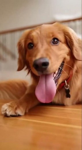 Golden Dog's Hilarious Floor Slide Fail Caught on Camera - Epic Hardwood Floor Wipeout