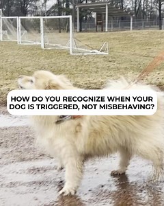 The best way to train your reactive dog is not to distract them, not to assert dominance, and definitely not punishing, correcting, or shouting at your dog. Reactive dog training methods based on distraction and redirection fail. Here’s why: Imagine luring your dog away with a cookie every time a person or dog comes too close… It’s not sustainable. Do you really want to distract your dog every single time you come across another person or dog? It won’t work every time. One day, you come across a