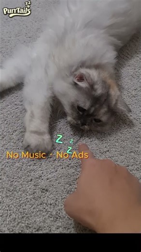 Pure Purring ASMR for Deep Sleep 💤