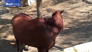 Horses in Mexico used in tourist industry face 'cruel neglect'