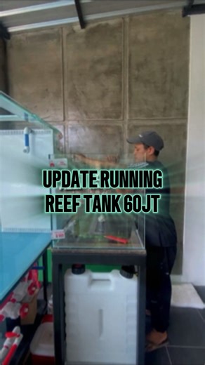 Predator Fish & Aquarium Setup on Instagram: "UPDATE RUNNING MINI REEF TANK 60 JT PERAIRAN LAUT‼️ ___ Beginilah kondisi sementara mini reef tank 60 jt yang sudah selesai setting tahap awal. Sudah kita running-kan selama 1 bulan. Terpantu Masih harus kita pelajari dulu hal2 penting mengenai reef. Makanya untuk tahap memasukkan coral, kita masih menunggu lampu yang kita pesan datang. Hehe Untuk Detail setupnya bisa baca disini ya: Aquarium Custom Optic Clear 8mm + Float Glass 8mm 60x50x50 Gosok Po
