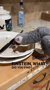 358K views · 7.5K reactions | Einstein flew into the kitchen to help me with the dishes and found a yummy piece of steak! #cleanupcrew #mommyslittlehelper #steaklovers #fblifestyle | Einstein the Talking Texan Parrot | Facebook