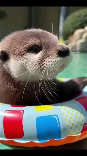 浮き輪に乗る赤ちゃんカワウソが可愛すぎる🦦🛟