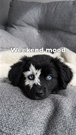 Cute Dog Sleeping On The Couch Video