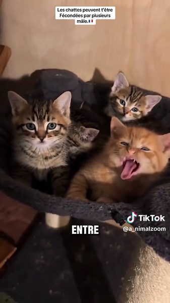 Tu savais qu’une chatte pouvait avoir des petits de pères différents en même temps ? Identifie un ami qui doit savoir ça ! #animaux #apprendresurtiktok #chat #tiktokfrance🇨🇵
