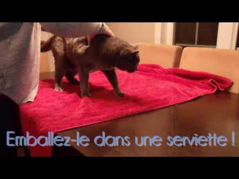 Technique de contention d'un chat avec une serviette