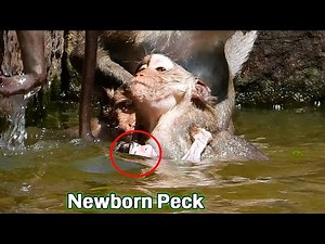 GOD help newborn drowning water! OMG VIKKI kidnap baby PECK to swim in high water nearly lost breath
