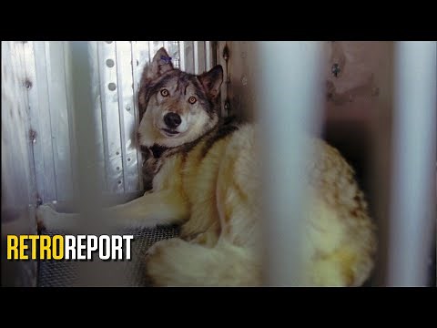 Reintroducing Wolves to Yellowstone was a Success. That’s When Trouble ​Began. | Retro Report