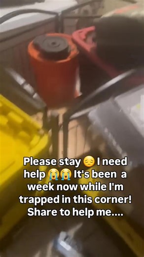 Happy Tails Dogs 🐶 Rescue 🛟 (@happytailsdogsrescue)’s videos with original sound - Happy Tails Dogs 🐶 Rescue 🛟