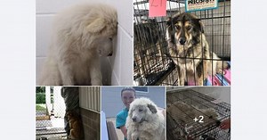 Isabella County animal shelter caring for 31 dogs seized from property