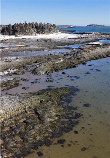 Maine Clam Diggers: A Nature Lover's Paradise