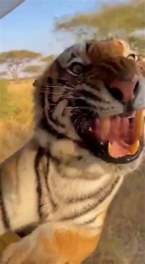 Tiger Slams Into Safari Jeep — Tourists Capture Terrifying Moment! 😱🐅🚙