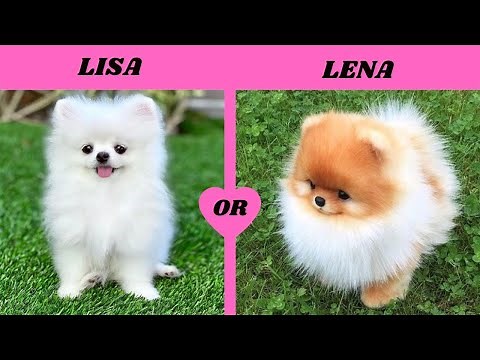 LISA or LENA ANIMALS [Dog & PUPPIES]💖 CUTE PET DOGS @luxury things $