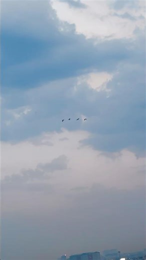 Adorable Birds 🕊️ Flying at Sunset 🌅 | Peaceful Nature Scene to Relax & Unwind ✨